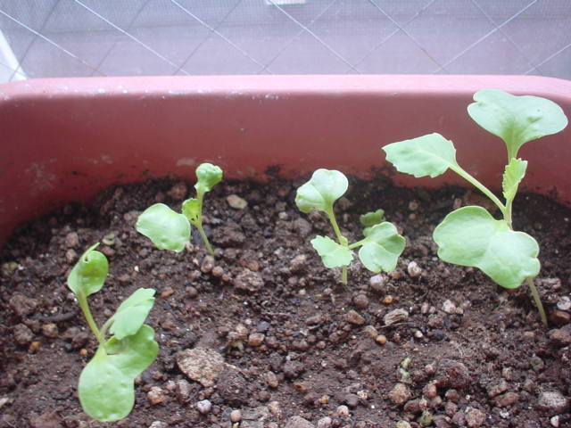 Cabbage-20100428.JPG