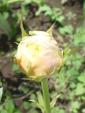 Rose1-20100528.JPG