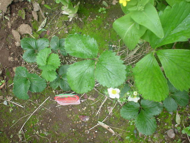 Strawberry1-20100402.JPG