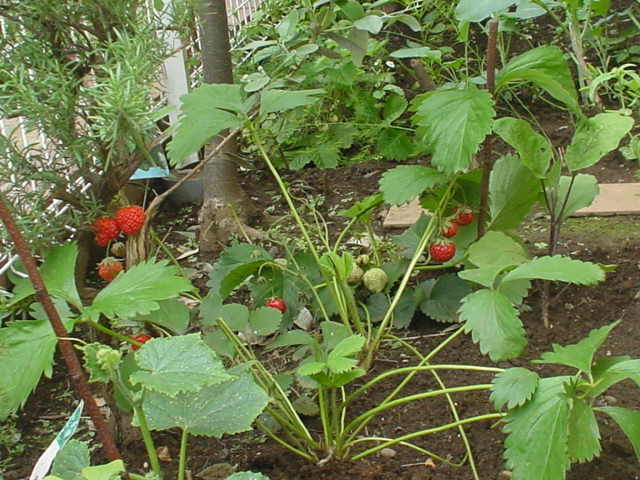 Strawberry2-20100530.JPG