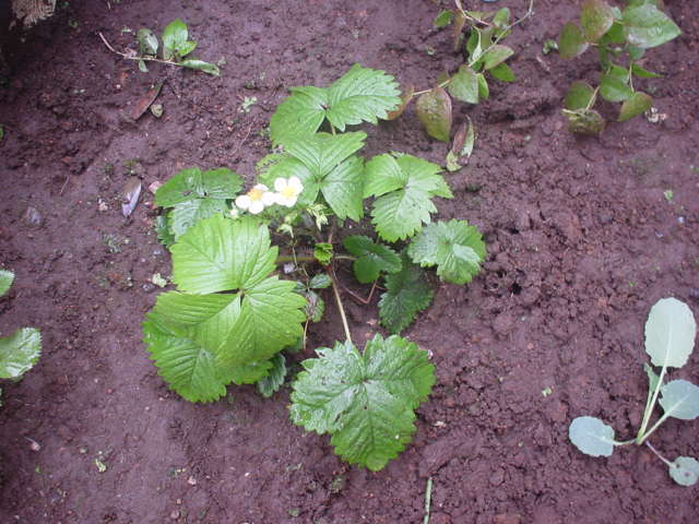 WildStrawberry1-20100428.JPG